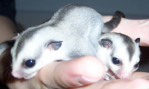 babies.jpg