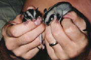 babies1and2bothinahand.jpg