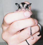 babies1and2inahand.jpg