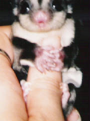 babies1and2inrhand.jpg