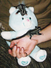 babies1and2onbear.jpg