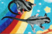 babies1and2onrainbow.jpg