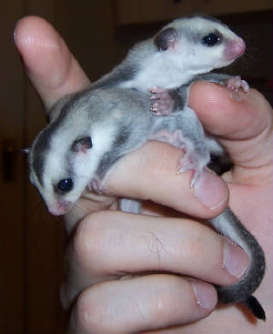 babies2.jpg