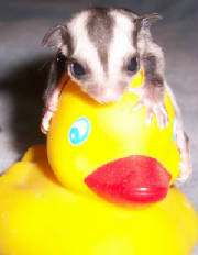 ducky.jpg