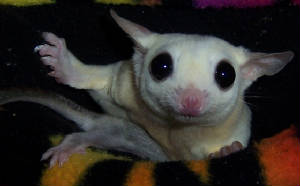 pikaandbaby.jpg