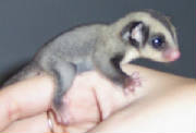 sugar2wks.jpg